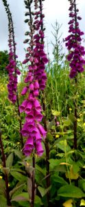 Soft wildflower scene encouraging balance and natural healing