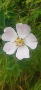 Natural wildflowers promoting emotional wellbeing and mental clarity