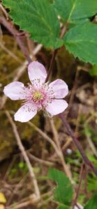 Field of healing wildflowers used by medical herbalist in Gloucestershire