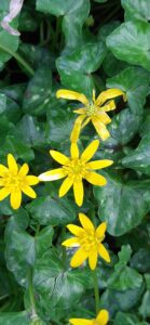 Wildflowers representing holistic wellness and resilience